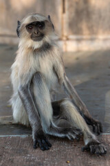 Ranakpur Jain Temple on Rajasthan province in India