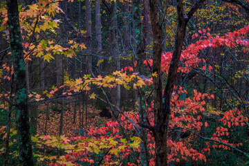 Fall in the Great Smoky Mountains
