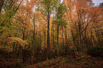 Fototapeta na wymiar Fall in the Great Smoky Mountains