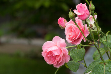 Pink garden roses after rain