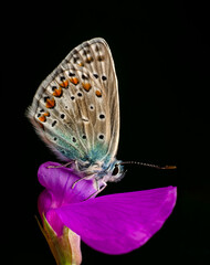Macro shots, Beautiful nature scene. Closeup beautiful butterfly sitting on the flower in a summer garden.