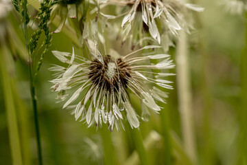 .faded white fluffy dandelions wet after the rain bright colored floral background very close in good weather with sunlight on a summer day