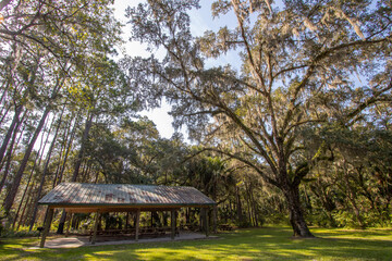 Goethe State Forest in Levy County, Florida