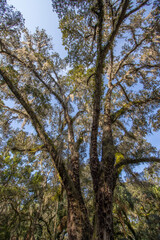 Obraz na płótnie Canvas Goethe State Forest in Levy County, Florida