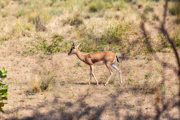 Barna near Bikaner province Rajasthan , India