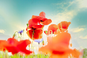 .beautiful poppy field bright colored flower background very close in good weather with sunlight on a summer day