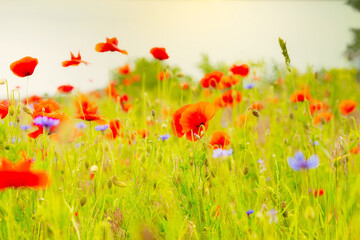 .beautiful poppy field bright colored flower background very close in good weather with sunlight on a summer day