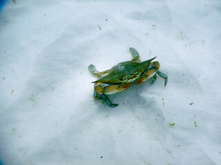 Blue crab under water on white sand © Ben