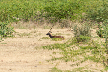 Barna near Bikaner province Rajasthan , India