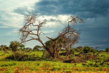 .beautiful african landscape in Kenya. Tsavo National Park. Trees are amazing traditional for the...
