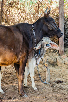 Barna near Bikaner province Rajasthan , India