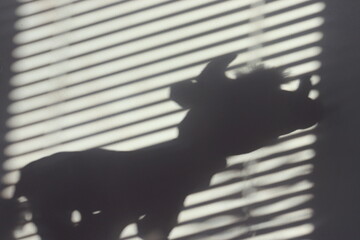 A bull shadow on the wall, symbol of the year 2021.