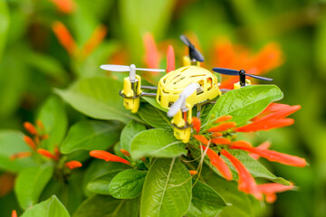 drone on a flower