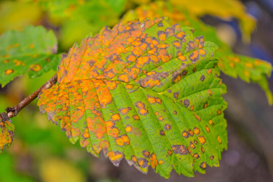 Green and yellow elm leaf with orange spots. Diseased Elm or Ulmus Tree Leaf
