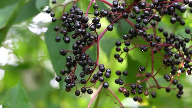 Ripe fruits of Black Elder in natural environment (Sambucus nigra) - (4K)