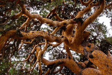Reed bark trunk pine. (Pinus sylvestris) in Sierra de Javalambre, Spain.
