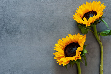 Sunflowers on gray slate background with space for text