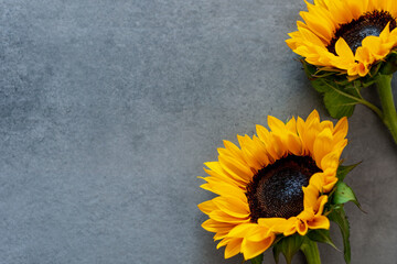 Autumn sunflowers on gray slate background with blank space for copy