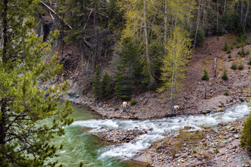 Mountain goats near the Middle Fork Flathead River, Montana