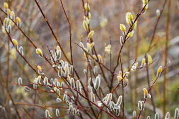 Pussy willow branches with catkins