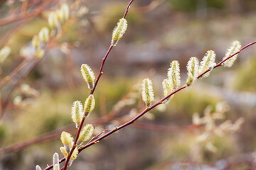 Pussy willow branches with catkins