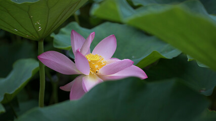 Fototapeta premium A lotus in full bloom in the lotus leaves