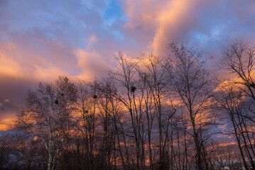Magpie's nests on winter trees in orange sunset