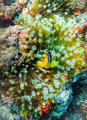 Naklejka na ściany i meble Anemonfish live under the protection of anemones at the bottom of the Indian ocean