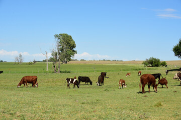 Fototapeta na wymiar Cattle in Argentine countryside,La Pampa Province, Argentina.