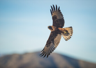 WIld hawk with spread wings New Zealand