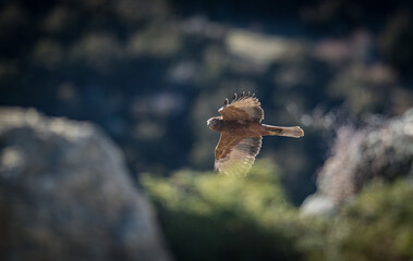 Wild New Zealand Kahu Hawk flying through landscape