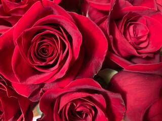 red roses background