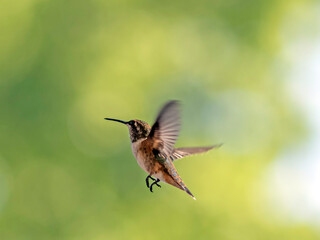Anna's hummingbird, Calypte Anna, in flight
