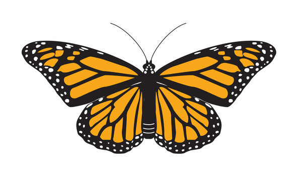 Mariposa monarca con alas abiertas