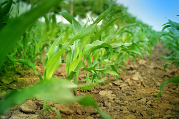 green corn
