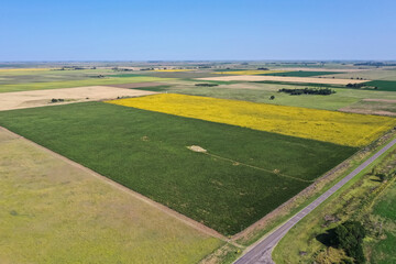 Corn and sunflower cultivation, Buenos Aires Province, Argentina.
