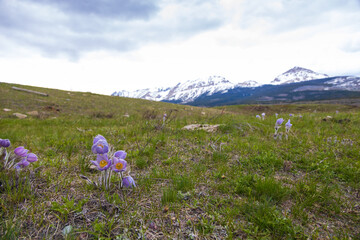 Fototapeta premium Prairie crocus with mountain background