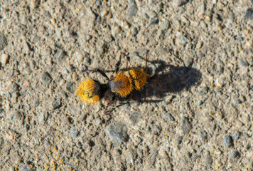 Fototapeta na wymiar Velvet Ant Wasp, also called Cow-Killer