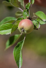 Gravenstein Apple growing on the tree 