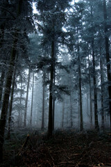 Early morning dark forest