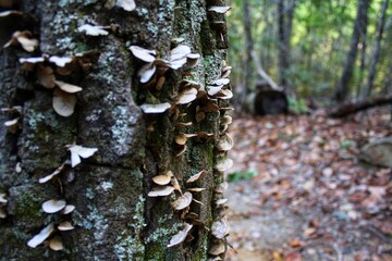 mushrooms on tree trunk