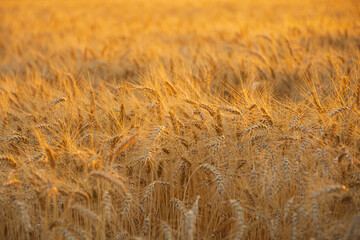 Summer sunset field beyond the big city