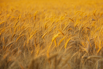 Summer sunset field beyond the big city