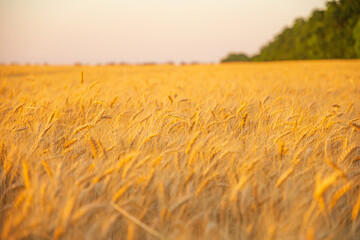 Obraz premium Summer sunset field beyond the big city