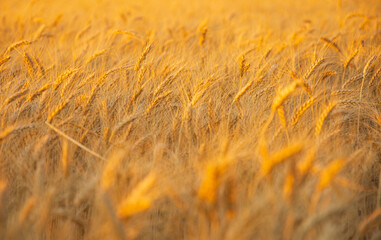 Obraz premium Summer sunset field beyond the big city