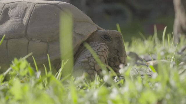 Close up to tortoise sunbathing, Geochelone chilensis