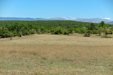 Obraz premium Planting fields with forest and mountains in the background, Provence-Alpes-Côte d'Azur region, Var, France