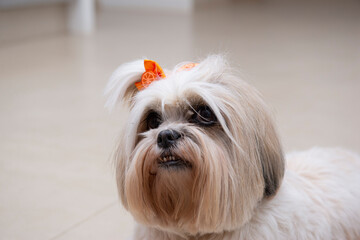 Close up of lhasa apso dog with orange bow. small domestic animal. man's best friend. Pet concept.