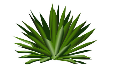 Agave, la planta del tequila