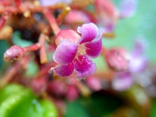 Star fruit flower (Averrhoa carambola, carambola) with a natural background.  Indonesian call it belimbing or blimbing.